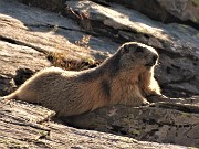 63 Ci osserva tranquillamente distesa su roccioni..